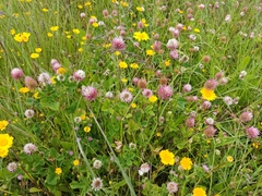 Trifolium isthmocarpum