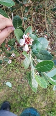 Feijoa