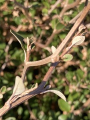 Olearia quinquevulnera