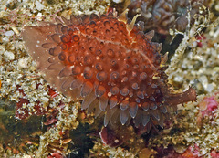 Staphylaea staphylaea