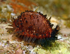 Staphylaea staphylaea