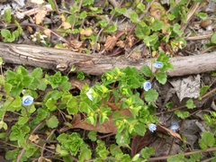 Veronica persica