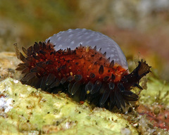 Staphylaea staphylaea