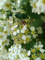 Atalantycha bilineata