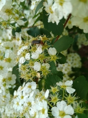 Atalantycha bilineata