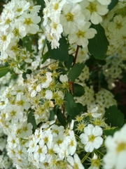 Atalantycha bilineata