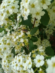 Atalantycha bilineata