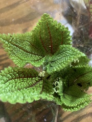 Pilea involucrata