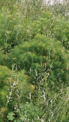 Anethum foeniculum image