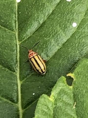 Disonycha spilotrachela