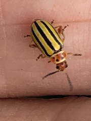 Disonycha spilotrachela