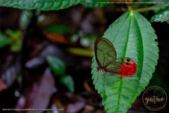 Cithaerias cliftoni