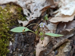 Claytonia caroliniana