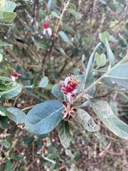 Feijoa