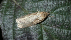 Semioscopis steinkellneriana