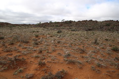 Stipagrostis ciliata capensis