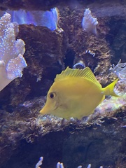 Zebrasoma