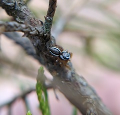Pelegrina pervaga