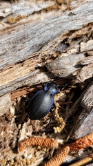 Carabus sylvosus