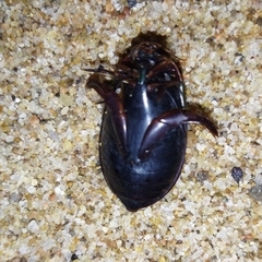 Megadytes