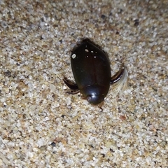 Megadytes