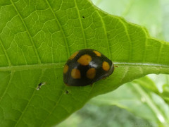 Epilachna mexicana