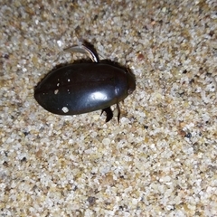Megadytes