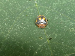 Epilachna mexicana
