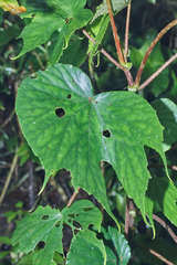 Begonia broussonetiifolia