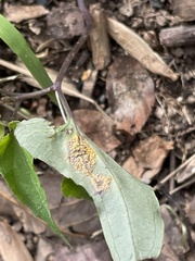 Puccinia violae