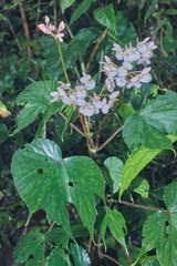 Begonia broussonetiifolia