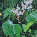 Begonia broussonetiifolia - Photo (c) Sune Holt, algunos derechos reservados (CC BY-NC), subido por Sune Holt