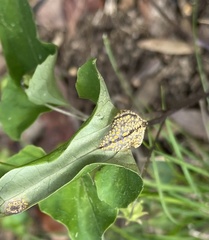 Puccinia violae