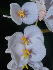 Begonia broussonetiifolia