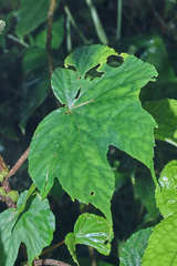 Begonia broussonetiifolia