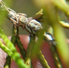Pelegrina pervaga