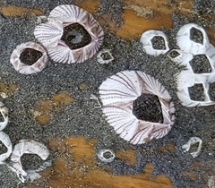 Amphibalanus reticulatus