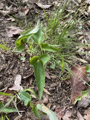 Puccinia violae