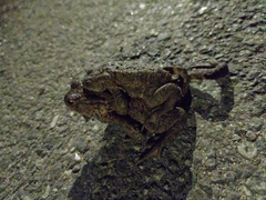 Bufo bufo