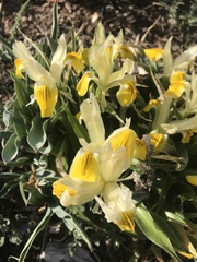 Iris bucharica