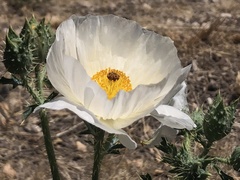 Argemone chisosensis