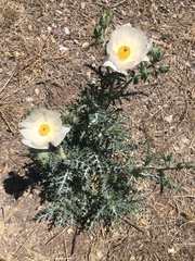 Argemone chisosensis