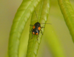 Cryptocephalus quadruplex