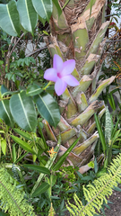 Cryptostegia grandiflora