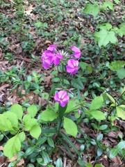 Phlox carolina