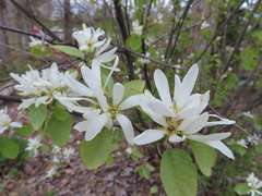 Amelanchier cusickii