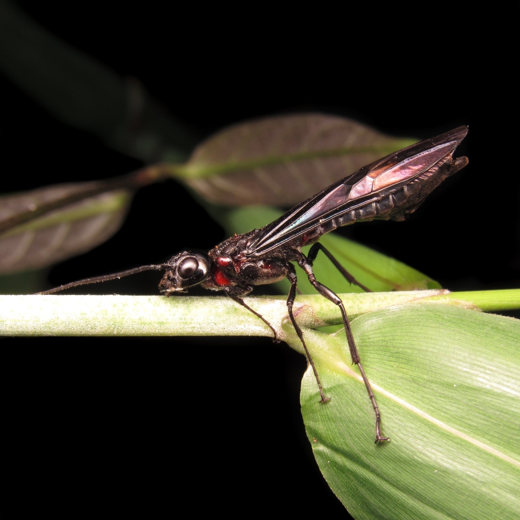 Derecyrtinae