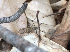 Tricyphona