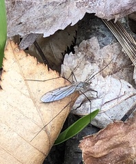 Tricyphona