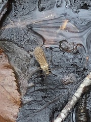 Tricyphona